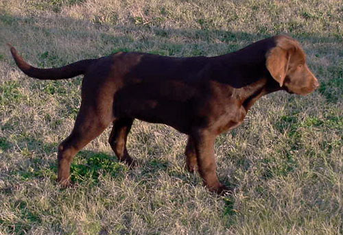 14wk