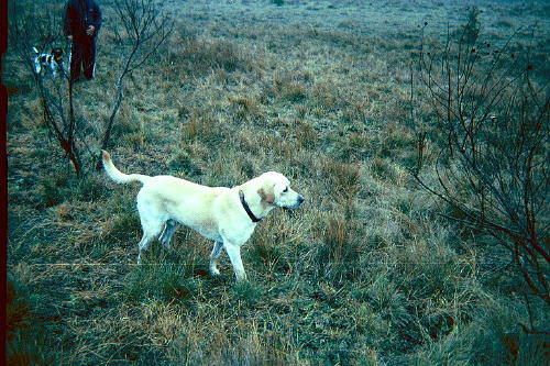 White Lab in Woods White Lab in Woods