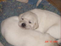 Lankas Labs Puppies Sleeping Lankas Puppies