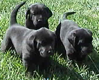 Lankas Labs Pointing Charcoal Lab Puppies Pointing Charcoal Lab Puppies