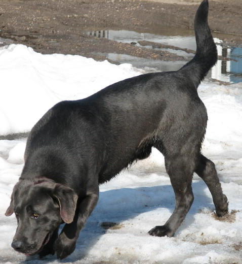 charcoal grey labrador