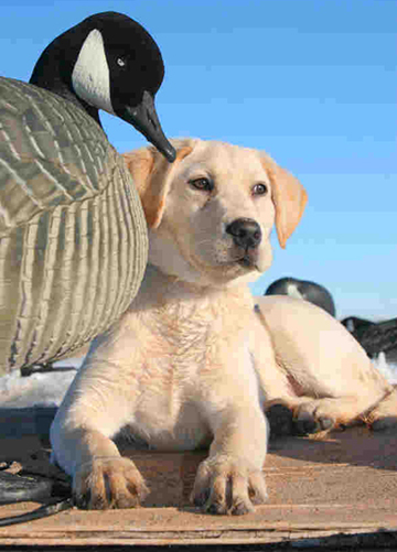 Pointing Labrador Retriever Puppy Pointing Labrador Retriever Puppies for Sale