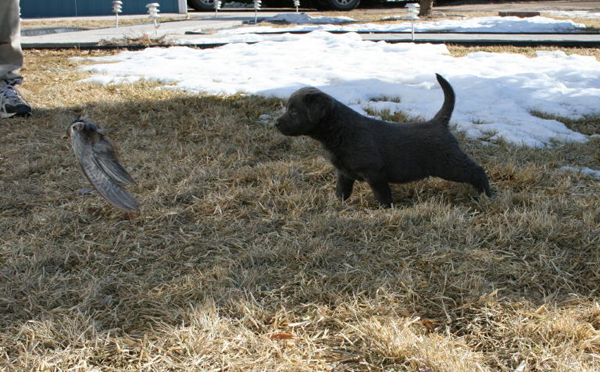 Charcoal Lab Puppy Hunting Bird Charcoal Lab Puppy Hunting Bird