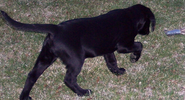 9 Week Old Charcoal Lab 9 Week Old Charcoal Lab