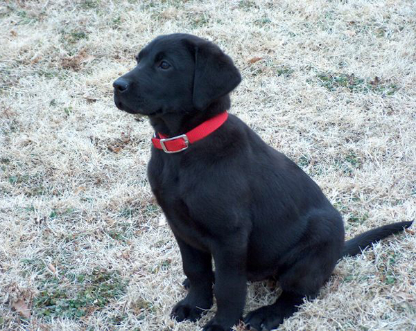 full blooded black lab