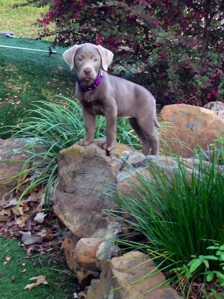 Tips for Training your Pointing Lab