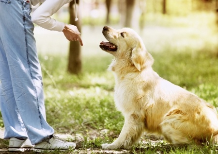 Puppy Training | Lankas Labs