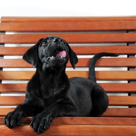 Why Labradors Are The Best Dogs | Lankas Labs