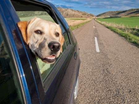 Bringing Your Dog Along | Lankas Labs