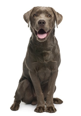 Doggy Oral Health | Lankas Labs