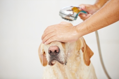 Grooming Your Hunting Dog | Lankas Labs