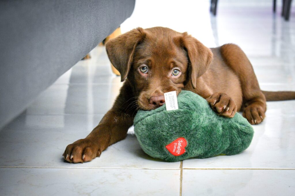 Labrador Retriever puppy chewing on dog toy to avoid chewing on home items