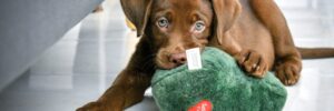 Labrador Retriever puppy chewing on dog toy to avoid chewing on home items