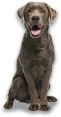 Labrador picture