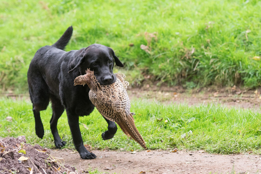 A black labrador retrieving a hen pheasant