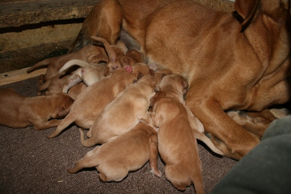 fox red lab pups with their mother