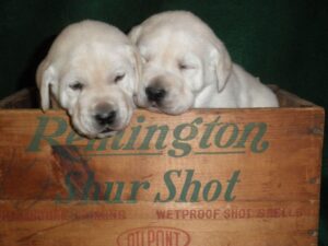 ivory lab pups