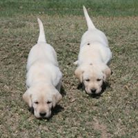 ivory lab pup siblings