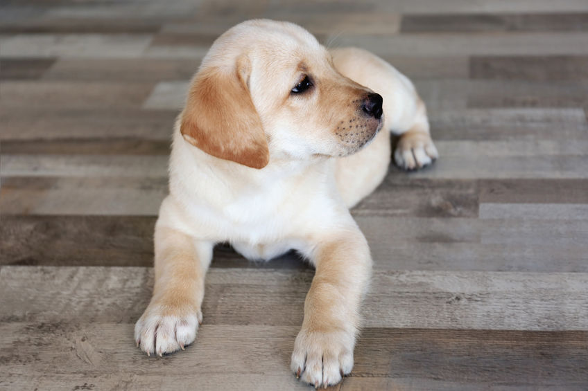 Cute Labrador retriever puppy lying on floor at home