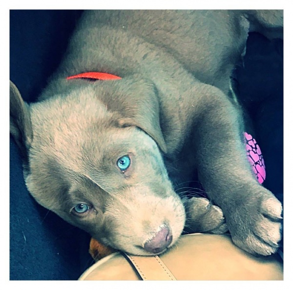 Pointing Silver Lab Puppy with Blue Eyes