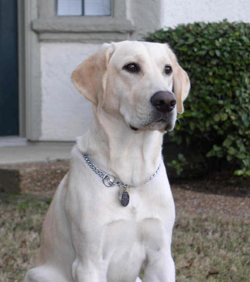 ivory lab standing at attention