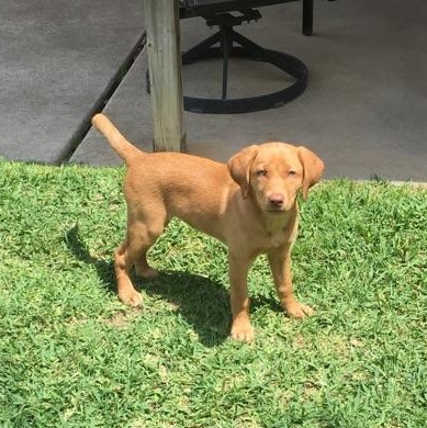 fox red lab pup