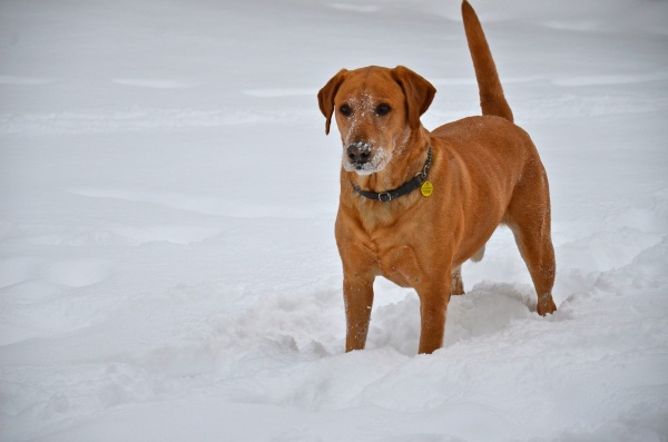 fox red lab pup in snow