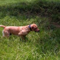 fox red lab pup pointing