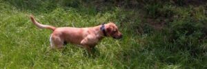 fox red lab pup pointing