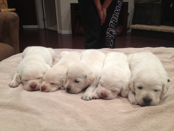 white lab pups sleeping