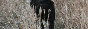 Female Black Lab in Woods