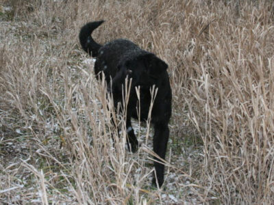 Female Black Lab in Woods