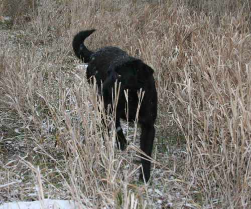 Female Black Lab in Woods