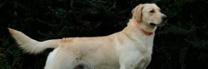 Yellow Lab Bo