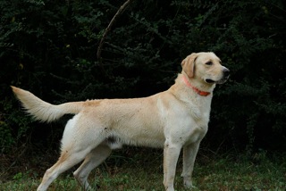 Yellow Lab Bo