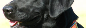 Female Black Lab Close Up