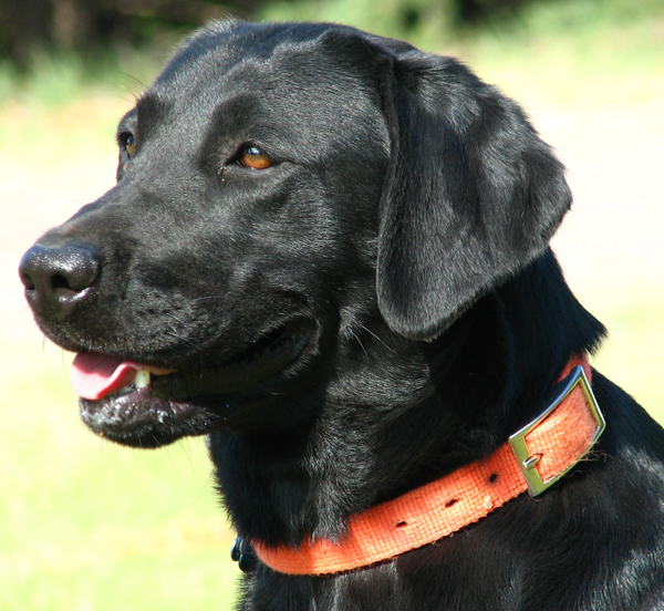 Female Black Lab Close Up