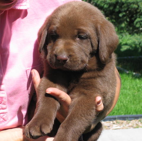 Cute Chocolate Lab Puppy						
