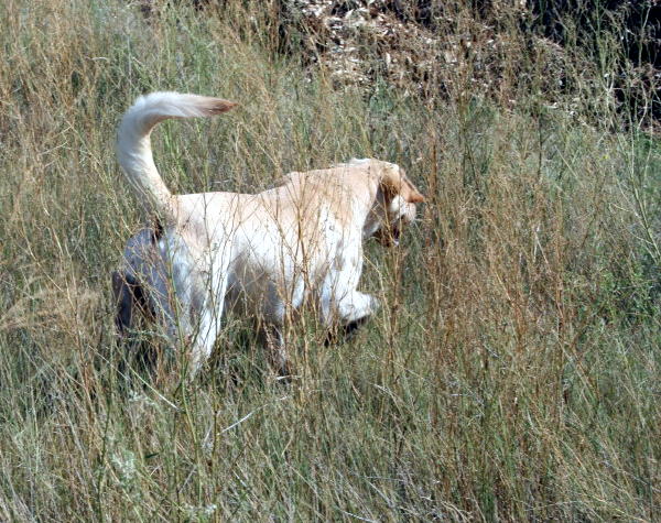 Majestic Golden Labrador Retriever