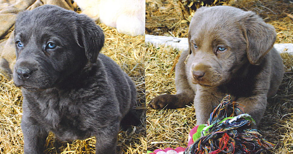 blue eyed lab pups