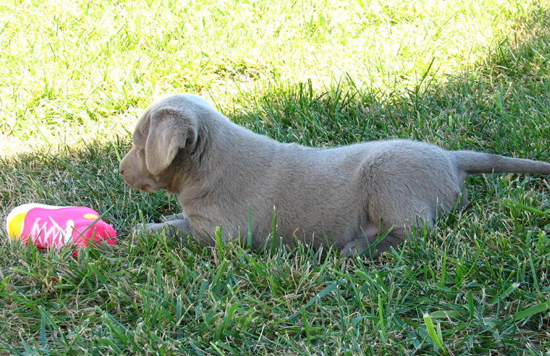 Chocolate Lab Puppy Playing