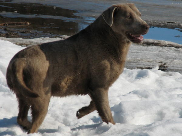 Chocolate Labrador Retriever in Snow