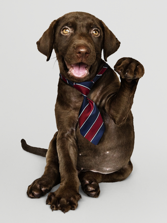 Labs as Working Dogs