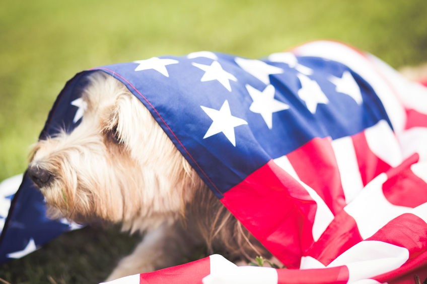 4th of July Tips for Dog Owners dog with American Flag