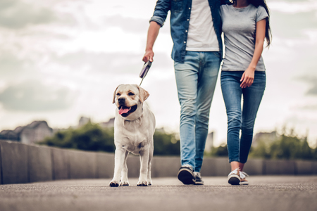 cropped image of romantic couple is on a walk in the city with their dog labrador. beautiful young woman and handsome man are having fun outdoors with golden retriever labrador.