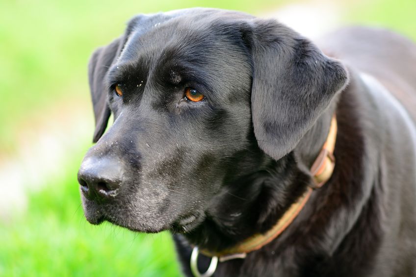 close up portrait of a senior black labrador retriever