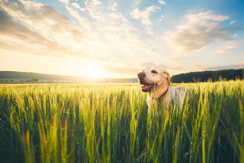 Labrador retriever walking in cornfield at the sunrise. Dog and summer themes.