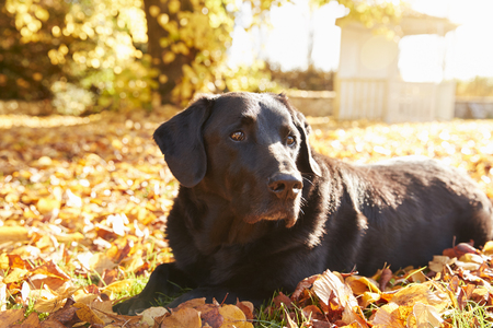 elderly black labrador dog lying by path in autumn garden