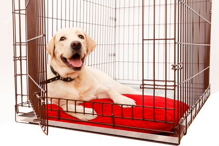 Crate Training Tips dog in cage. isolated background. happy labrador lies in an iron box