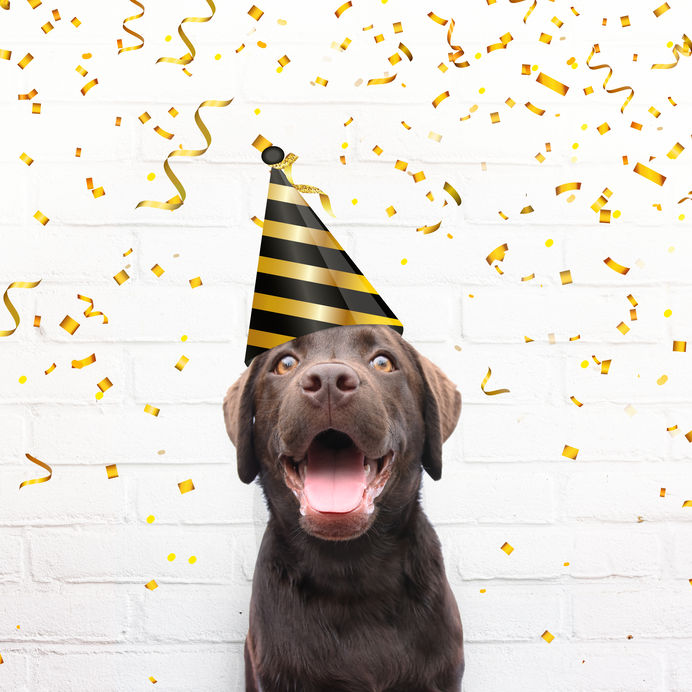 Happy birthday card dog with party hat is smiling against white brick background with golden party confetti celebrate his birthday